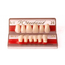 WIEDENT přední zuby dle Vity 6ks